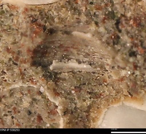 Corbulamella gregaria