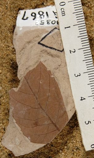 Koelreuteria bipinnatoides