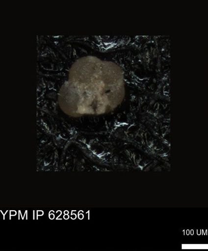 undet. Foraminiferida