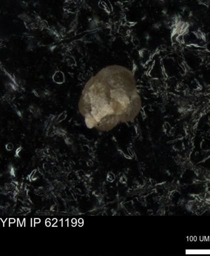 undet. Foraminiferida