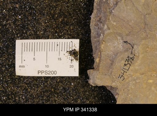Scaphites sp.