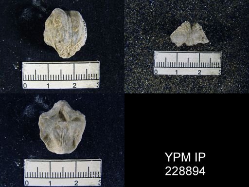 Neospirifer texanus