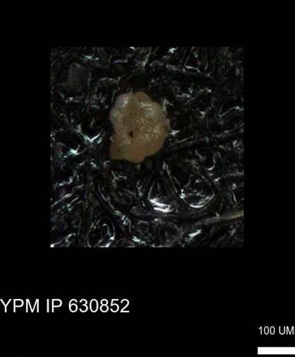 undet. Globigerinina