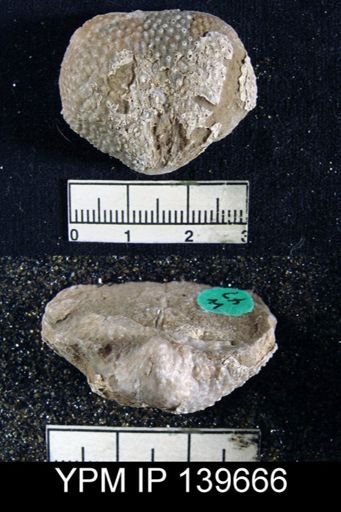 Productus (Waagenoconcha) abichi