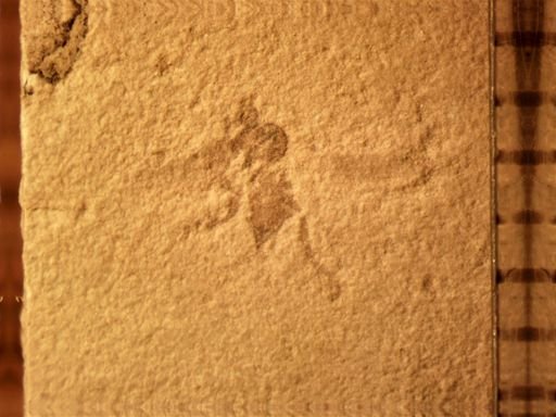 undet. Diptera