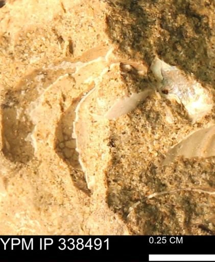 undet. Mollusca