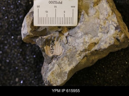 Inoceramus sp.