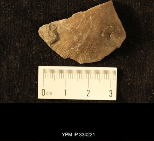 Agelacrinites pileus
