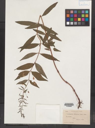Plantae