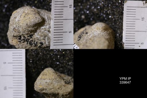 Cardium whitei