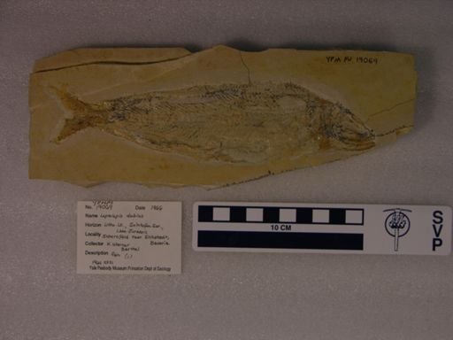 Leptolepis dubia