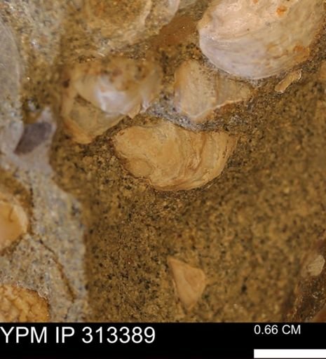 Corbicula sp.