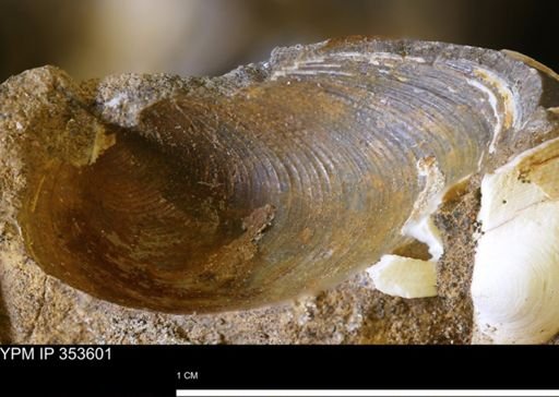 Limopsis striatopunctatus