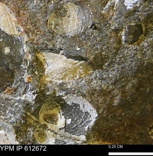 undet. Bivalvia