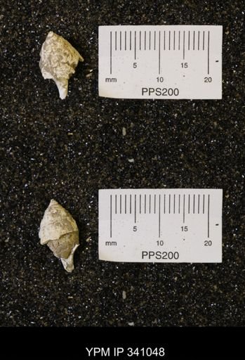 Piestochilus sp.