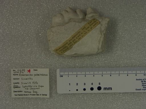 Hyaenarctos palaeindicus