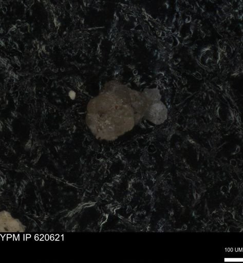undet. Foraminiferida