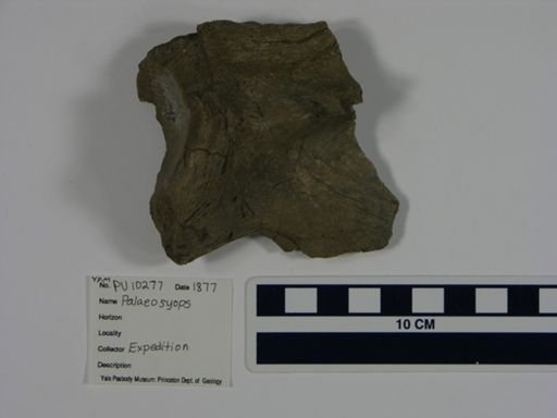 Palaeosyops paludosus