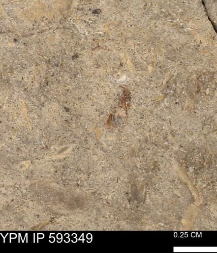 undet. Bivalvia