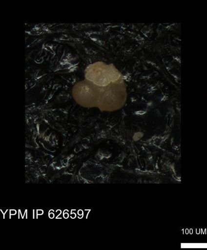 undet. Foraminiferida