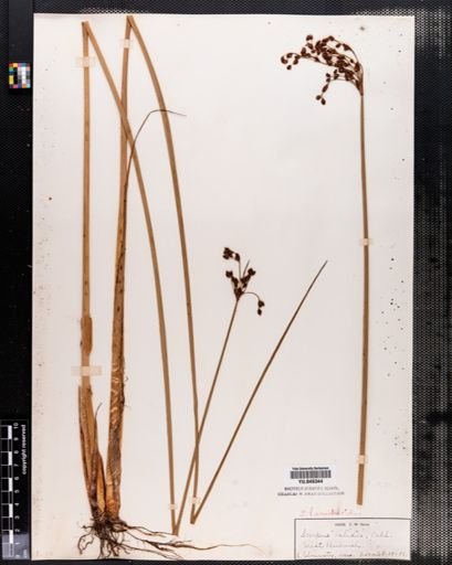 Scirpus validus