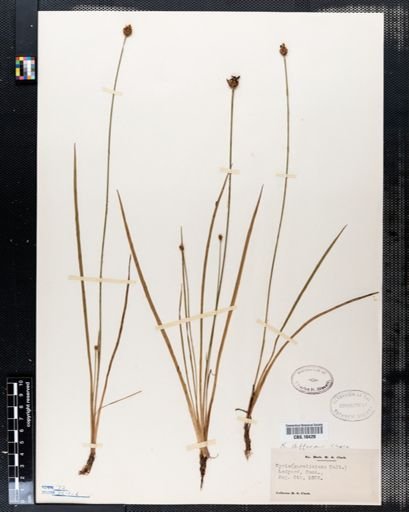 Xyris difformis
