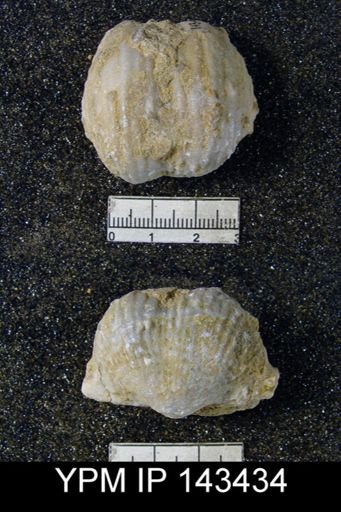Productus (Dictyoclostus) subcostatus