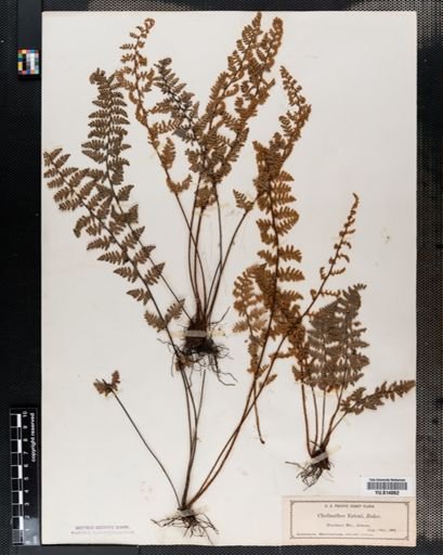 Cheilanthes