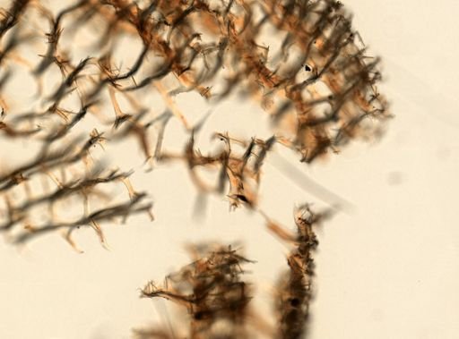 Isodictya palmata