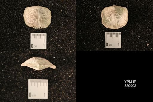 Dinorthis subquadrata