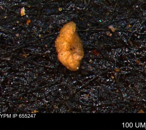 Alveolophragmium linki