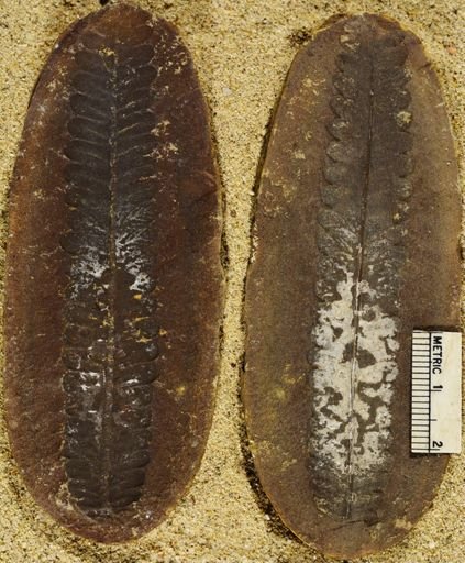 Pecopteris