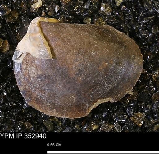 Limopsis striatopunctatus