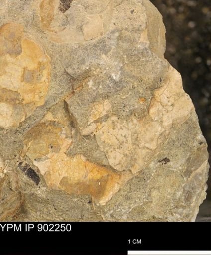 undet. Mollusca