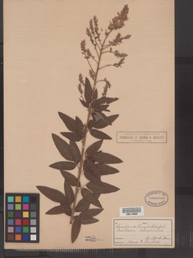 Desmodium canadense
