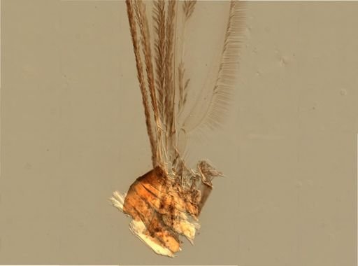 Anopheles punctipennis