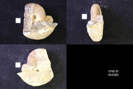 Jeletzkytes nebrascensis