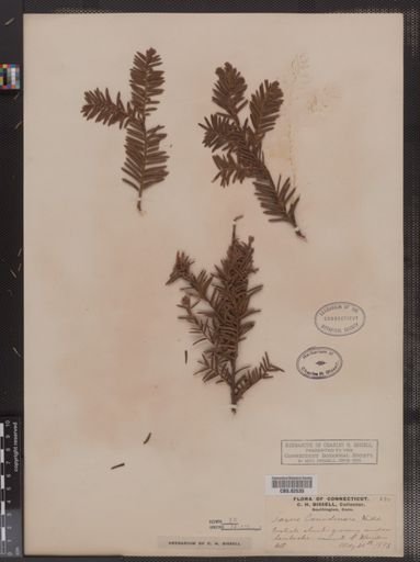 Taxus canadensis