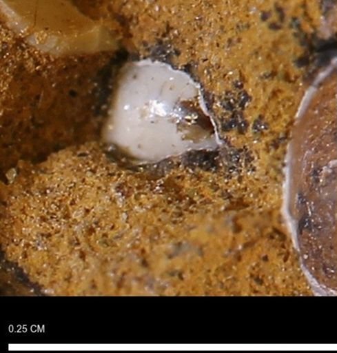 undet. Mollusca