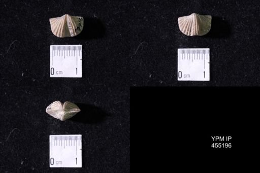 Platystrophia sp.