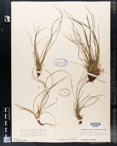 Carex umbellata