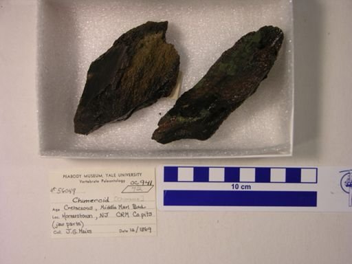 Chimaeroidei