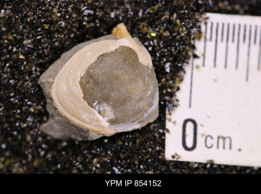 Limopsis striatopunctatus