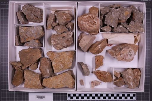 mixed taxa, stratigraphic collection