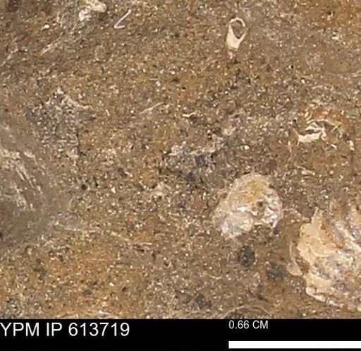 Scaphites sp.