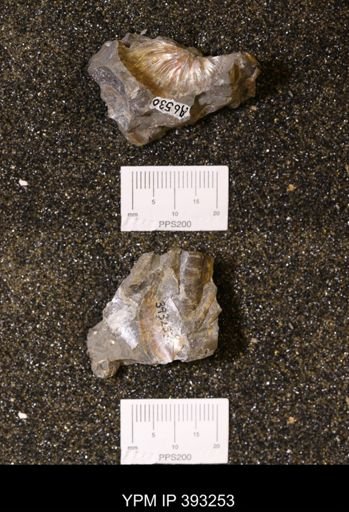 Baculites sp.