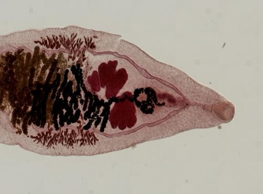 Dicrocoelium dendriticum