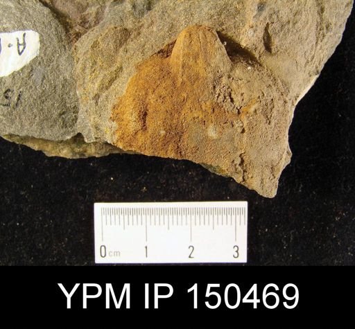 Orthorhynchula sp.