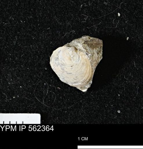 Limopsis striatopunctatus