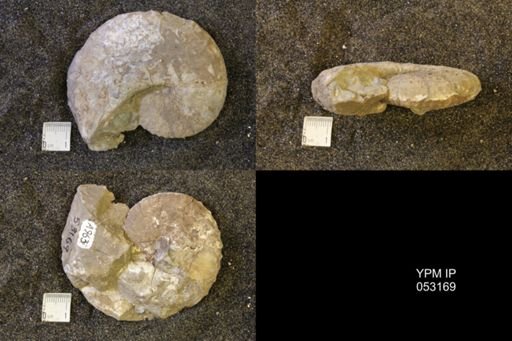 Discoscaphites conradi